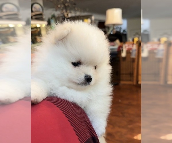Medium Photo #18  Breeder Profile in KENNESAW, GA, USA