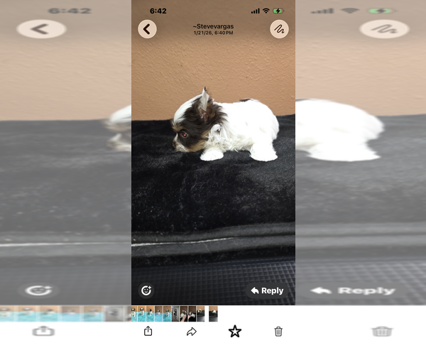 Medium Photo #3  Breeder Profile in PHOENIX, AZ, USA