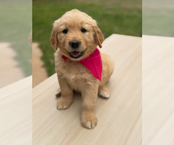 Medium Photo #1  Breeder Profile in STOCKBRIDGE, GA, USA