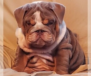Shih Tzu Dog Breeder near BRANDON, FL, USA