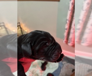 Great Dane Dog Breeder near LANGHORNE, PA, USA