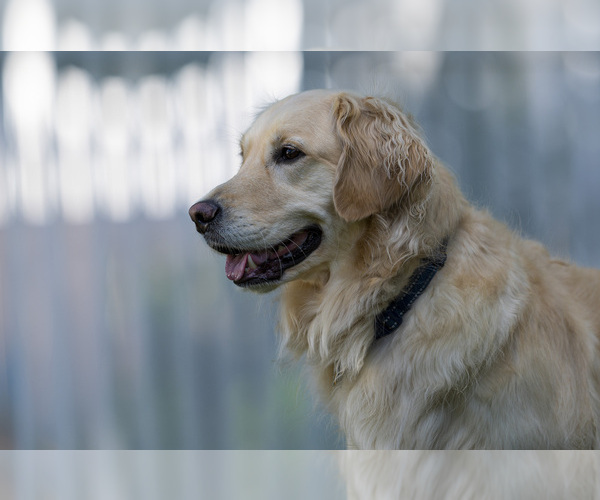 Medium Photo #26  Breeder Profile in ROWLEY, MA, USA