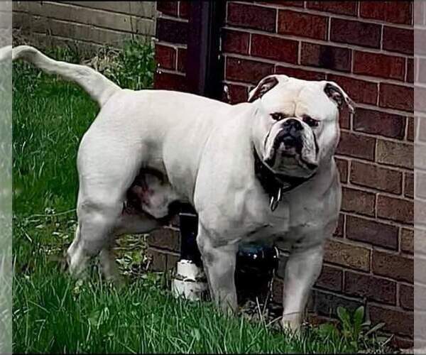Medium Photo #1  Breeder Profile in TULSA, OK, USA