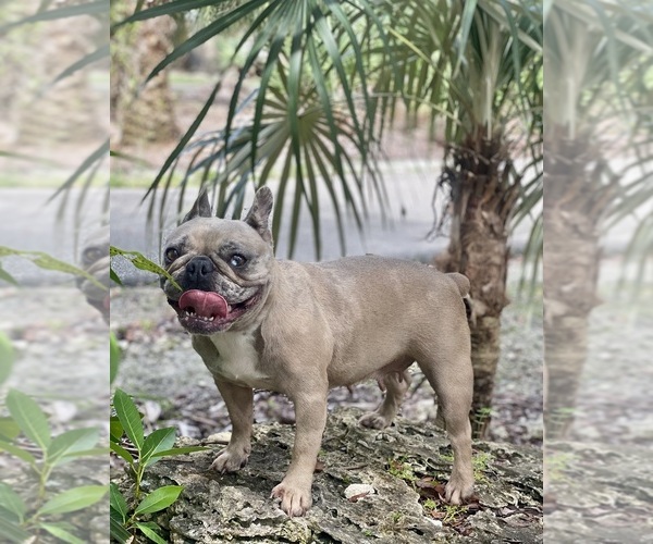 Medium Photo #1  Breeder Profile in MIAMI, FL, USA