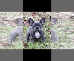 Small #1 Breeder Profile image