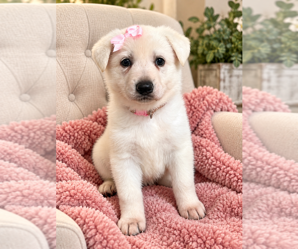 Medium Photo #1  Breeder Profile in ALACHUA, FL, USA