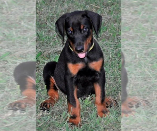 Medium Photo #1  Breeder Profile in GLEN ALLEN, VA, USA