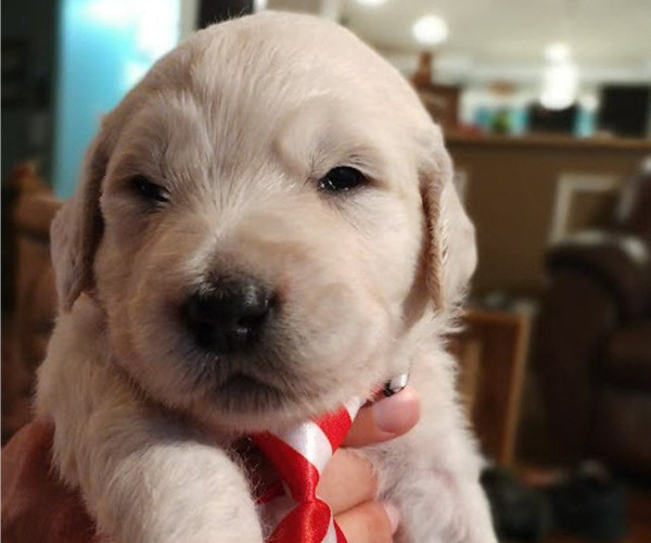 Medium Photo #18  Breeder Profile in BROOMFIELD, CO, USA