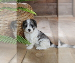 Small #17 Breeder Profile image