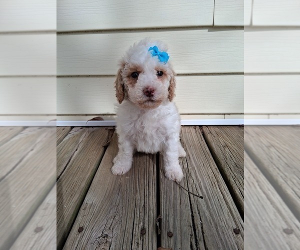 Medium Photo #70  Breeder Profile in GASTONIA, NC, USA