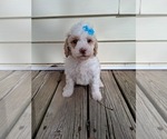 Small #69 Breeder Profile image