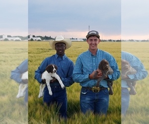 Main photo of Wirehaired Pointing Griffon Dog Breeder near BURLEY, ID, USA