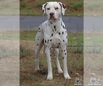Small #8 Breeder Profile image