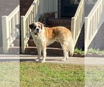Small #11 Breeder Profile image