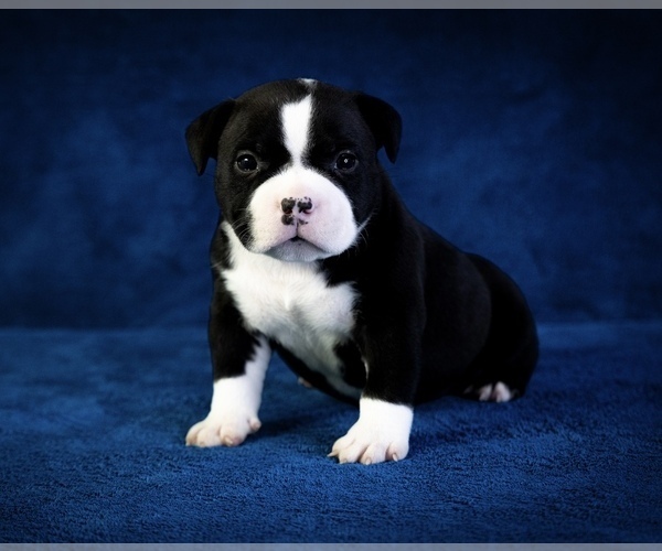 Medium Photo #1  Breeder Profile in ATLANTA, GA, USA