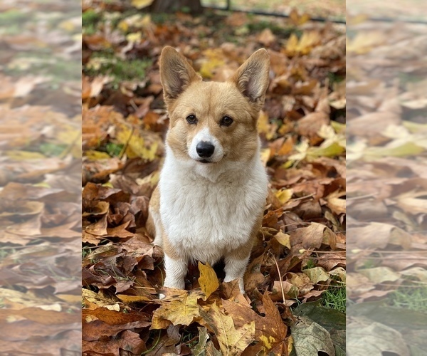 Medium Photo #8  Breeder Profile in WOODLAND, WA, USA
