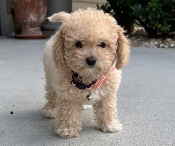 Medium Photo #4  Breeder Profile in NORTH PORT, FL, USA