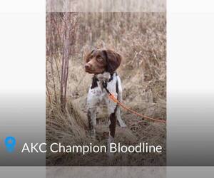 Brittany Dog Breeder near JESUP, GA, USA