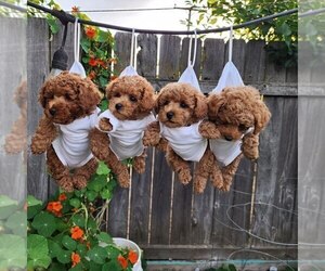 Poodle (Toy) Dog Breeder near NORTH PORT, FL, USA