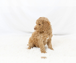 Small #18 Breeder Profile image