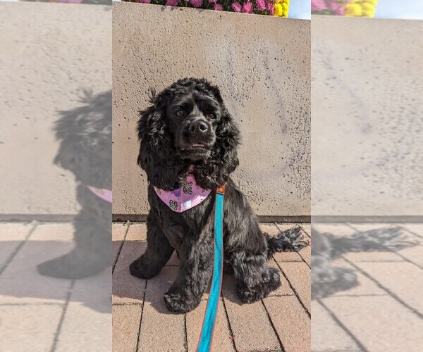 Medium Photo #50  Breeder Profile in Aylmer, Ontario, Canada