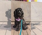 Small #49 Breeder Profile image