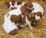 Small Photo #4  Breeder Profile in KINGSVILLE, MO, USA