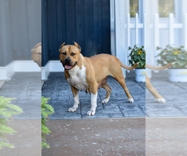 Medium Photo #15  Breeder Profile in GOSHEN, KY, USA