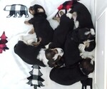 Small #53 Breeder Profile image