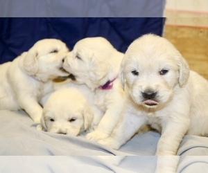 English Cream Golden Retriever Dog Breeder near DONIPHAN, MO, USA