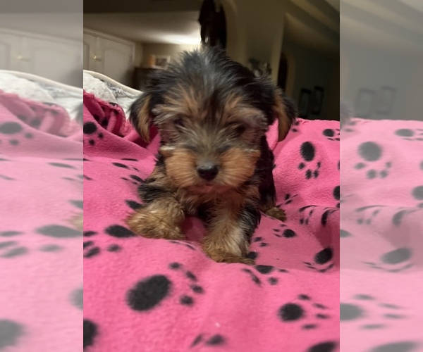 Medium Photo #8  Breeder Profile in MESA, AZ, USA