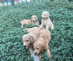 Small breeder photo