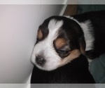 Small #36 Breeder Profile image