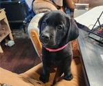 Small #20 Breeder Profile image