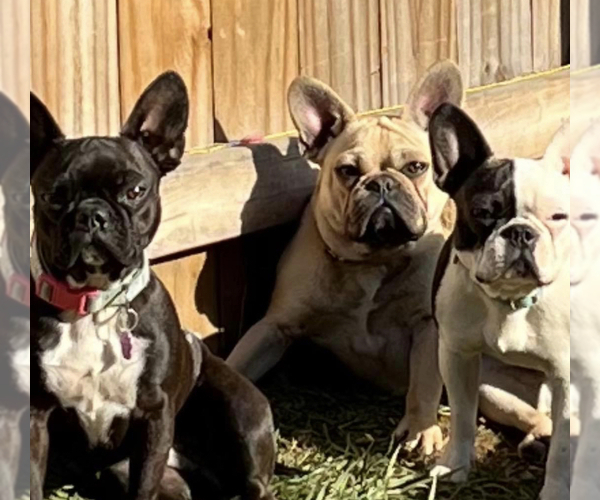 Medium Photo #1  Breeder Profile in WYTHEVILLE, VA, USA