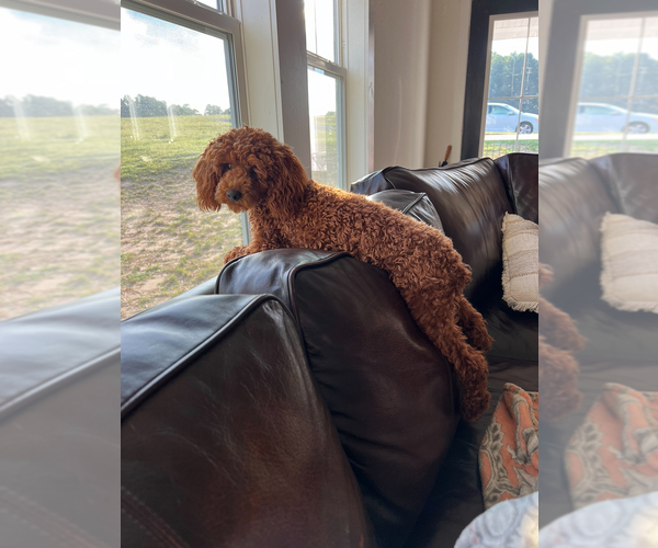 Medium Photo #17  Breeder Profile in FLAT ROCK, NC, USA