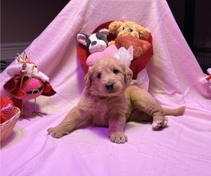 Labradoodle Dog Breeder near SUMMERVILLE, SC, USA