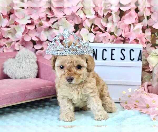 Medium Photo #1  Breeder Profile in COLLEGE STA, TX, USA