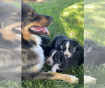 Small #6 Breeder Profile image