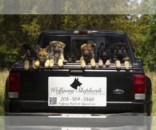 Medium Photo #1  Breeder Profile in FAIR GROVE, MO, USA