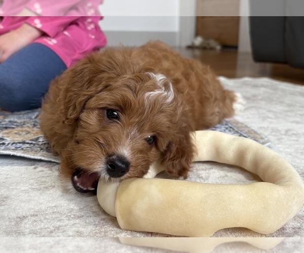 Medium Photo #5  Breeder Profile in MILLERSBURG, OH, USA