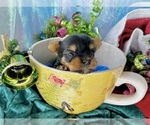 Small #11 Breeder Profile image