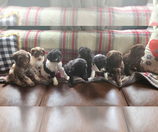 Medium Photo #1  Breeder Profile in HEDGESVILLE, WV, USA