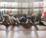 Small breeder photo