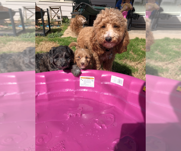 Medium Photo #6  Breeder Profile in ATLANTA, GA, USA