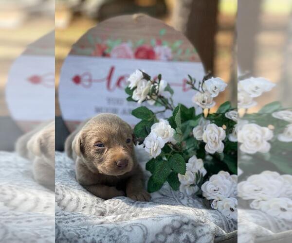 Medium Photo #1  Breeder Profile in ASHEBORO, NC, USA