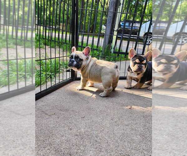 Medium Photo #10  Breeder Profile in NORTH BRANCH, MN, USA