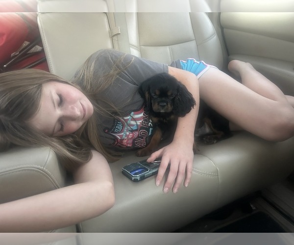 Medium Photo #37  Breeder Profile in WAXAHACHIE, TX, USA