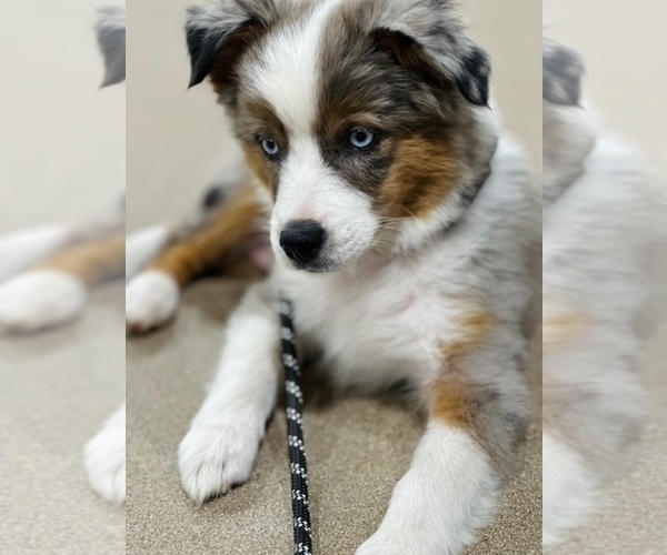 Medium Photo #8  Breeder Profile in CANTON, TX, USA