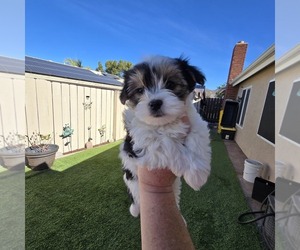 Morkie Dog Breeder near POWAY, CA, USA